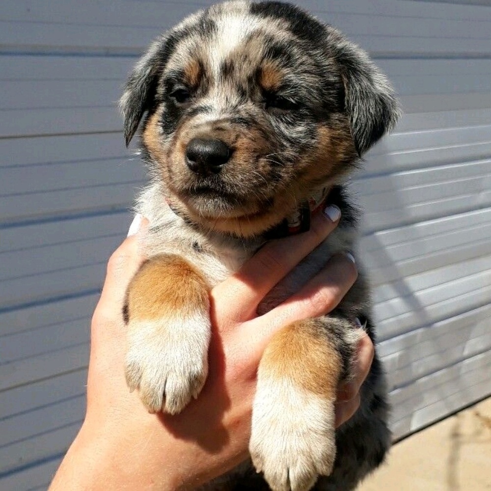 Meet your Posher, Shari